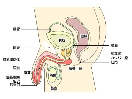 男性器