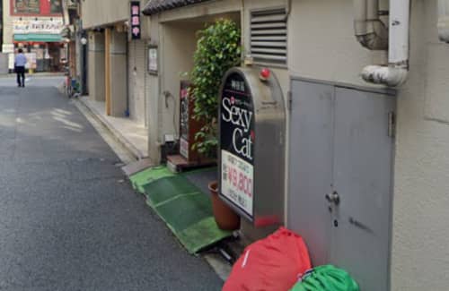 セクシーキャット