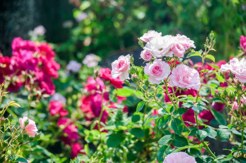 花言葉で恋する気持ちを伝える 気になるあの人に花を贈ろう