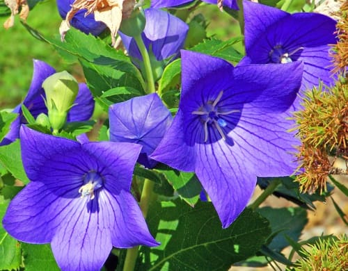 花言葉で恋する気持ちを伝える 気になるあの人に花を贈ろう