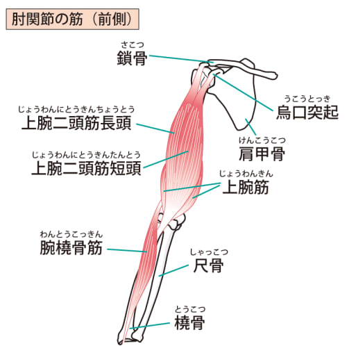 筋肉は腕を付けていけ 超効果的な筋トレ方法とノウハウを徹底解説