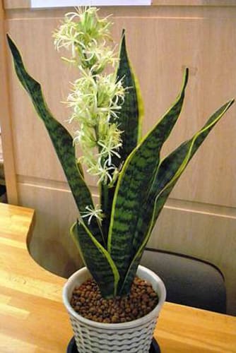 観葉植物に花が咲く おすすめの室内観葉植物の種類とは