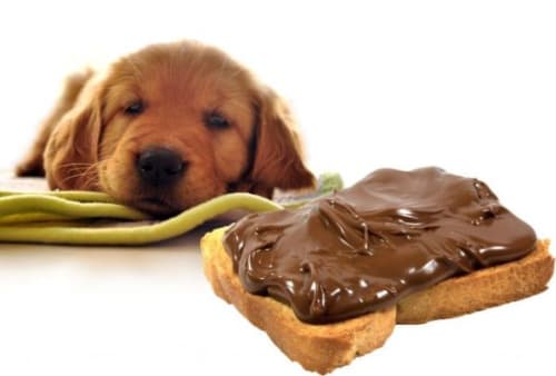 チョコを犬が食べたら死ぬ その症状と食べたときの対策とは