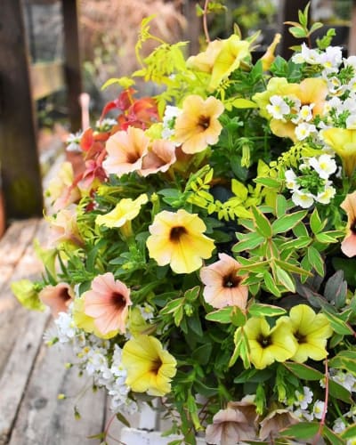 綺麗な花 言葉 恋愛 片思い 美しい花の画像