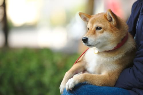 ぬいぐるみみたいにかわいい 柴犬のたまらんもふもふ画像大集結