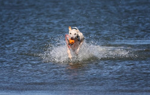 ジョジョ ダニーの犬種 名シーンは 最期があまりにも可哀想 ジョジョの親友を紹介