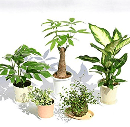 観葉植物を吊るすとおしゃれ ハンギングプランターの作り方 Diy