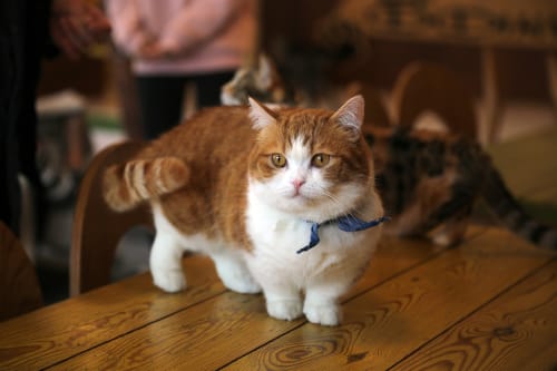 マンチカンのかわいい画像まとめ 子猫も大人猫も 短足が愛らしい