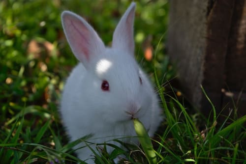 軍手人形の作り方 簡単かわいい うさぎ くま ひよこ ねこまで