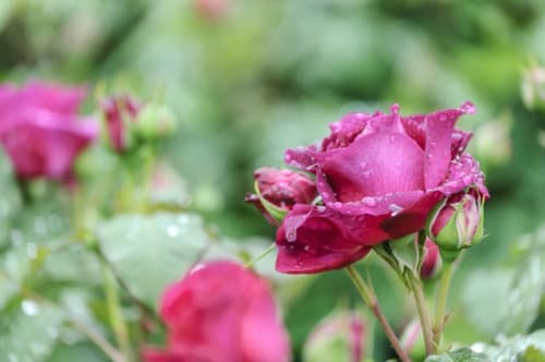 美しい花の画像 ぜいたく虫除け に なる 花