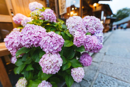 虫除けになる植物 花は 室内 ベランダなど場所ごとにご紹介