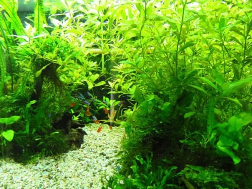 水草ってメダカに必要 おすすめの入れ方や浮き草の使い方まで