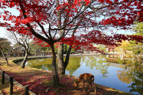 18年 奈良で紅葉 地元民おすすめの紅葉スポットtop18