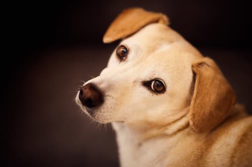 犬用トイレ人気 厳選 おしゃれでかつはみ出し防止などの機能性も抜群