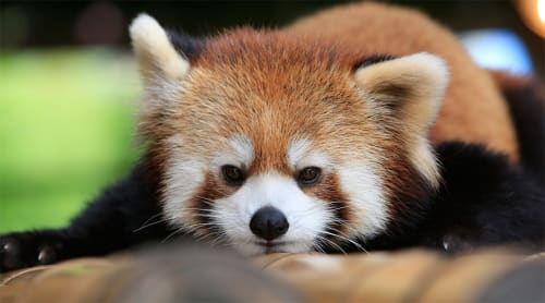 関東の動物園でふれあい体験できるところは デートにも人気の5選 18年