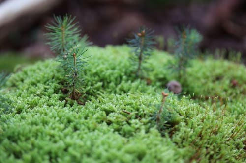 苔テラリウムの作り方 育て方まとめ 100均でおしゃれにdiyできておすすめ