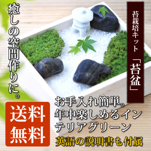 苔の栽培おすすめの方法 初心者さん必見 土やキットがあれば室内でもできる