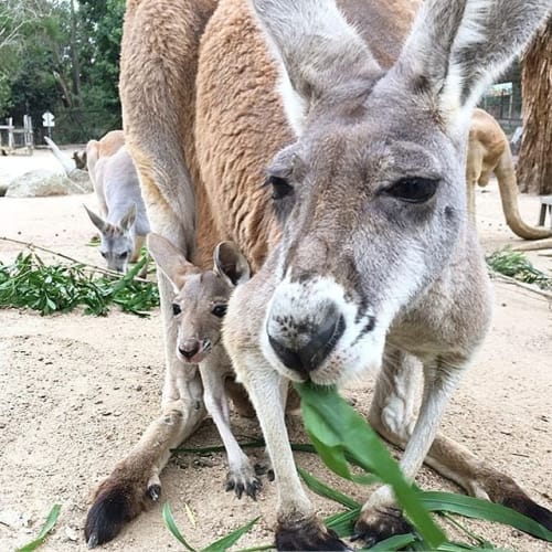 オーストラリアの人気動物園ランキングbest 18年度版