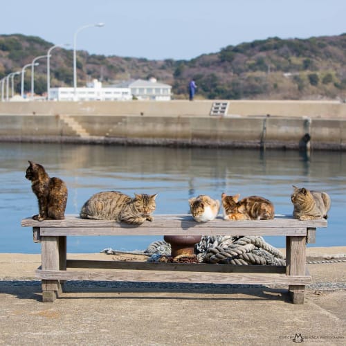 福岡から行けるおすすめ猫島 18年版 相島 藍島への行き方など