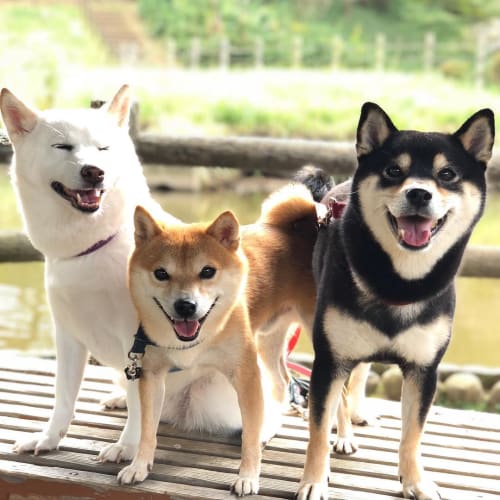 黒い柴犬 黒柴がかわいい 性格や特徴 飼い方を紹介