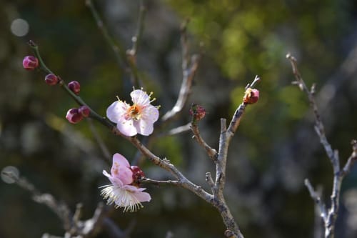 鎌倉 花こよみ 18年 花の見頃やおすすめの撮影スポット 寺など