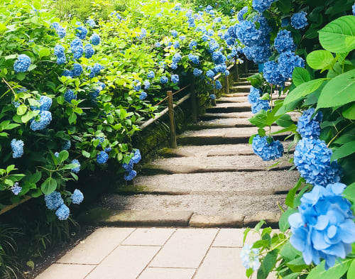 鎌倉 花こよみ 18年 花の見頃やおすすめの撮影スポット 寺など