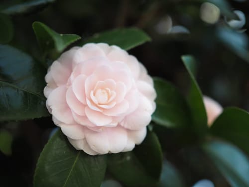 椿の季節って 開花時期がいつなの 種類ごとの特徴もまとめてみた