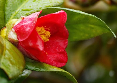 椿の季節って 開花時期がいつなの 種類ごとの特徴もまとめてみた