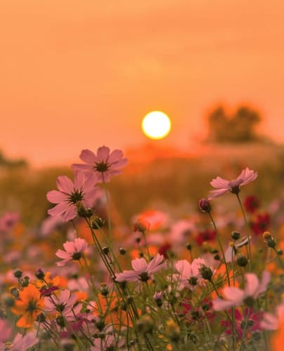 コスモスの花言葉は色によって怖い 色別の意味 英語をご紹介