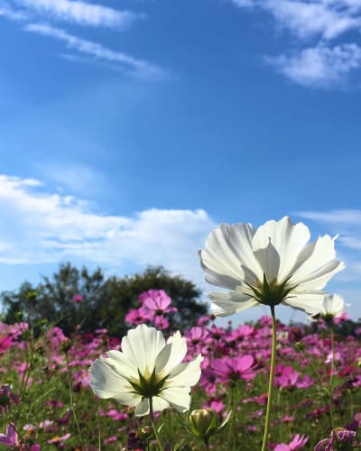 コスモスの花言葉は色によって怖い 色別の意味 英語をご紹介