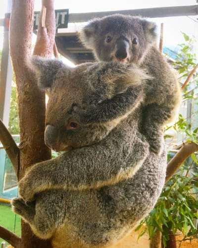 シドニーの動物園4選 18年 コアラに会えるおすすめ人気スポット