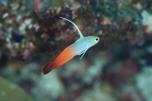 可愛い海水魚人気おすすめ厳選 ペットにほっこりしよう