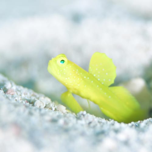 可愛い海水魚人気おすすめ厳選 ペットにほっこりしよう