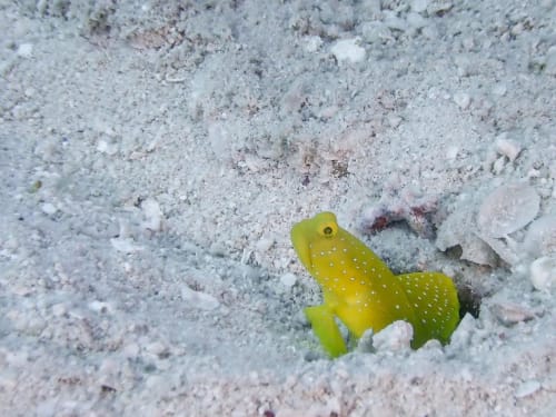 可愛い海水魚人気おすすめ厳選 ペットにほっこりしよう