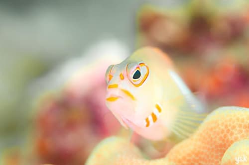 可愛い海水魚人気おすすめ厳選 ペットにほっこりしよう