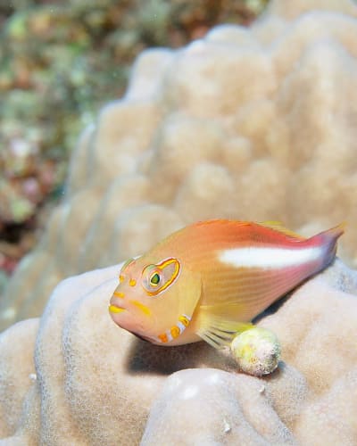 可愛い海水魚人気おすすめ厳選 ペットにほっこりしよう