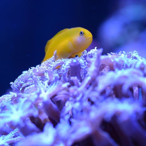 可愛い海水魚人気おすすめ厳選 ペットにほっこりしよう