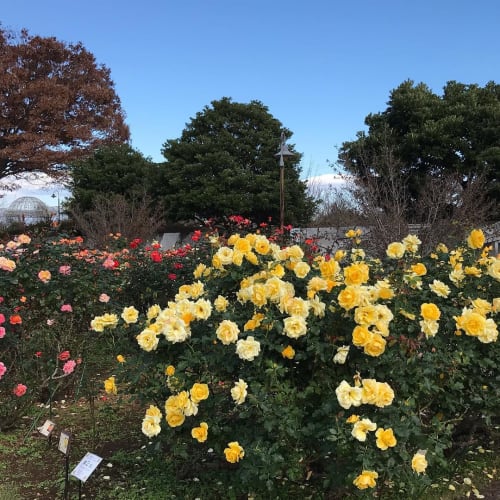 神奈川の植物園18年版 温室のある植物園などおすすめ4選