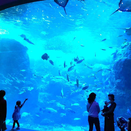 神奈川の水族館18年版 デートにもおすすめの水族館をチェック