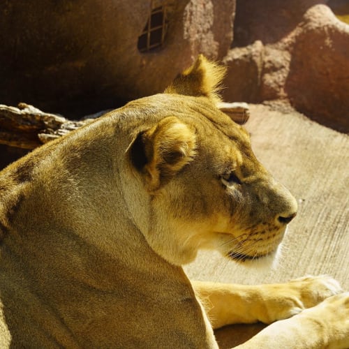 大阪の人気動物園 動物ふれあいスポット9選 デートにもおすすめ 18年