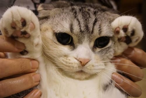 大阪の人気動物園 動物ふれあいスポット9選 デートにもおすすめ 18年