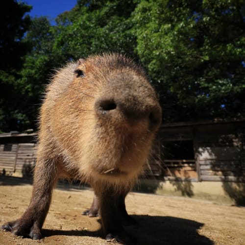 大阪の人気動物園 動物ふれあいスポット9選 デートにもおすすめ 18年