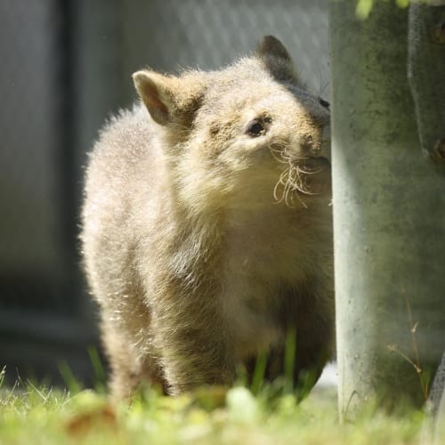 大阪の人気動物園 動物ふれあいスポット9選 デートにもおすすめ 18年