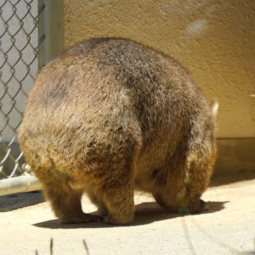 大阪の人気動物園 動物ふれあいスポット9選 デートにもおすすめ 18年