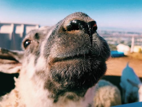 大阪の人気動物園 動物ふれあいスポット9選 デートにもおすすめ 18年