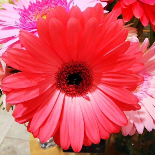 花言葉 幸せを表す冬の花 感謝を笑顔で伝えよう おすすめの花10選