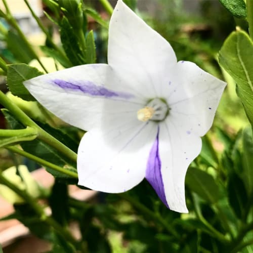 すべての花の画像 最高の愛 花言葉