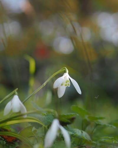 花言葉 死 を表す花は 絶望や別れを表すのはゆり 狂気 ヤンデレも