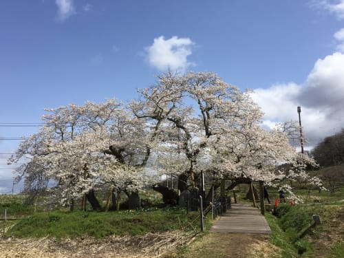 桜の寿命が長いのは本当 桜別の特徴も 山桜 八重桜 ソメイヨシノ等