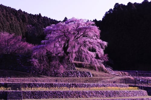 桜の寿命が長いのは本当 桜別の特徴も 山桜 八重桜 ソメイヨシノ等